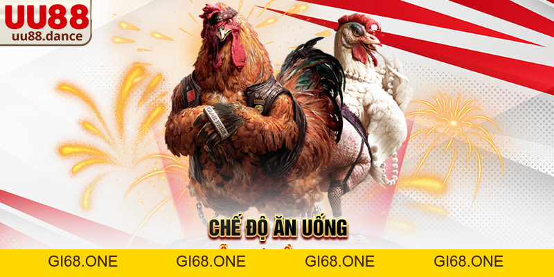 Cách nuôi gà đá bị gãy cánh – Kinh nghiệm chăm sóc và hồi phục hiệu quả cùng UU88 - gi68