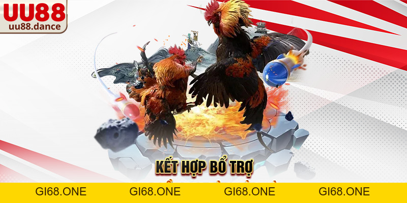 Gà khò khè cho uống thuốc gì? Cách xử lý hiệu quả và an toàn cho người nuôi - gi68