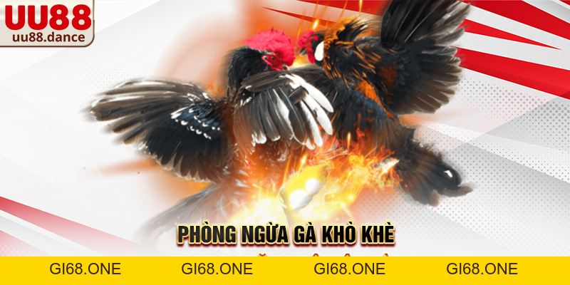 Gà khò khè cho uống thuốc gì? Cách xử lý hiệu quả và an toàn cho người nuôi - gi68