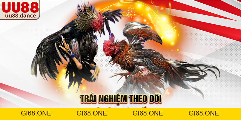 Đá Gà UU88 – Không gian giải trí trực tuyến trực quan và ổn định - gi68