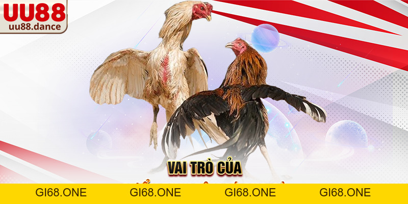 Cách nuôi gà đá bị gãy cánh – Kinh nghiệm chăm sóc và hồi phục hiệu quả cùng UU88 - gi68