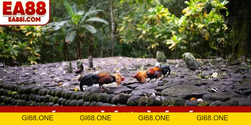 Cách Chọn Gà Đá Chuẩn, 99% Bắt Được Chiến Kê Bất Bại - gi68