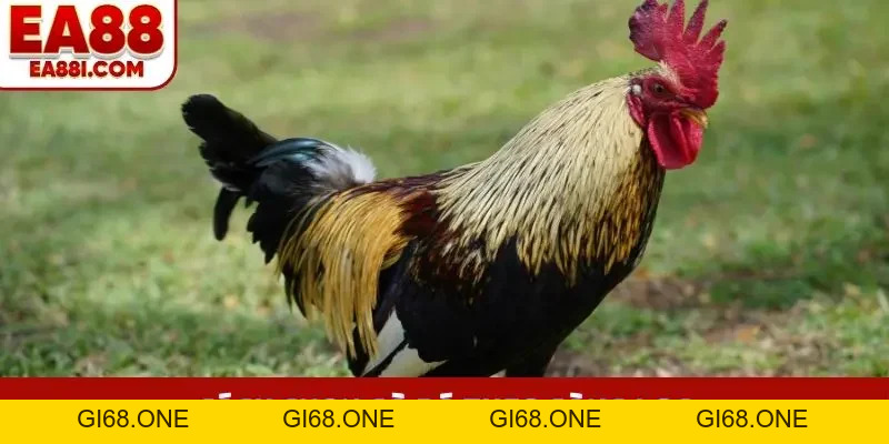 Cách Chọn Gà Đá Chuẩn, 99% Bắt Được Chiến Kê Bất Bại - gi68