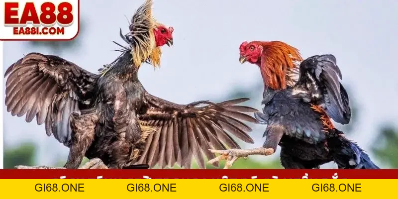 Luật Đá Gà Miền Bắc Cơ Bản, Phân Hạng Và Cách Chia Hồ Chuẩn - gi68
