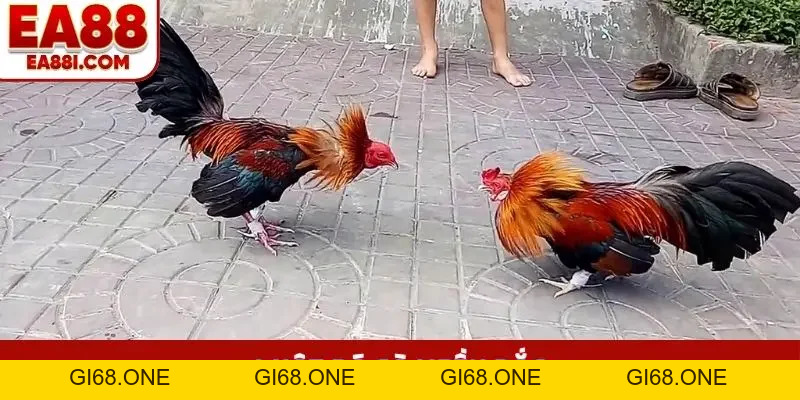 Cách Chọn Gà Đá Chuẩn, 99% Bắt Được Chiến Kê Bất Bại - gi68