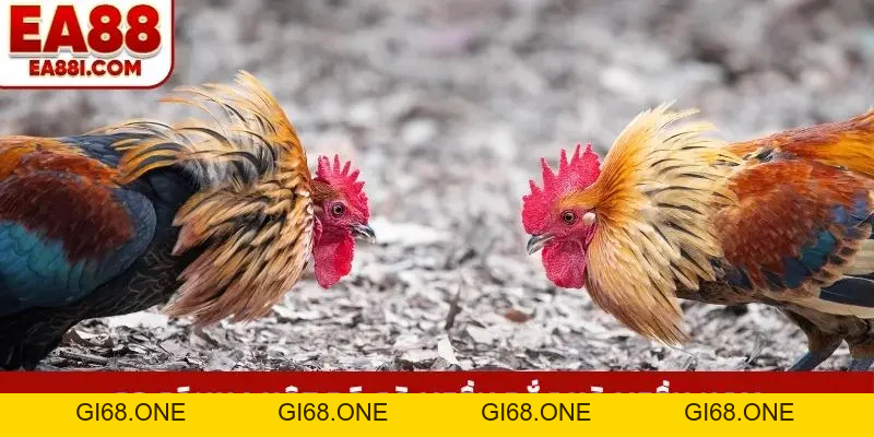 Luật Đá Gà Miền Bắc Cơ Bản, Phân Hạng Và Cách Chia Hồ Chuẩn - gi68